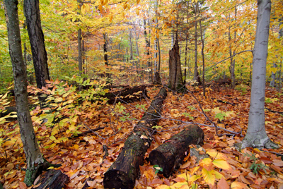 Image Concealment Films - MH Studios